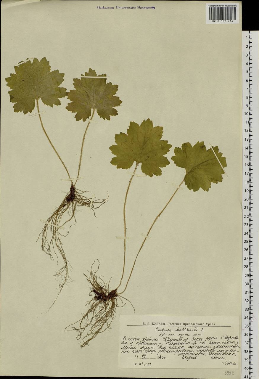 Кортуза маттиоли рисунок красная книга
