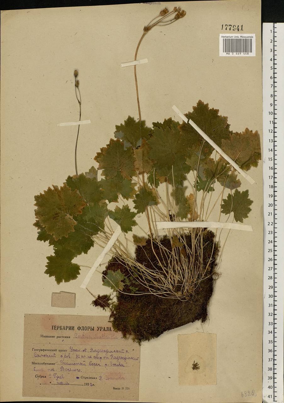 Cortusa matthioli из семян