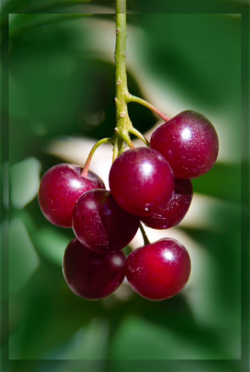 Черемуха декоративная красно Лесная