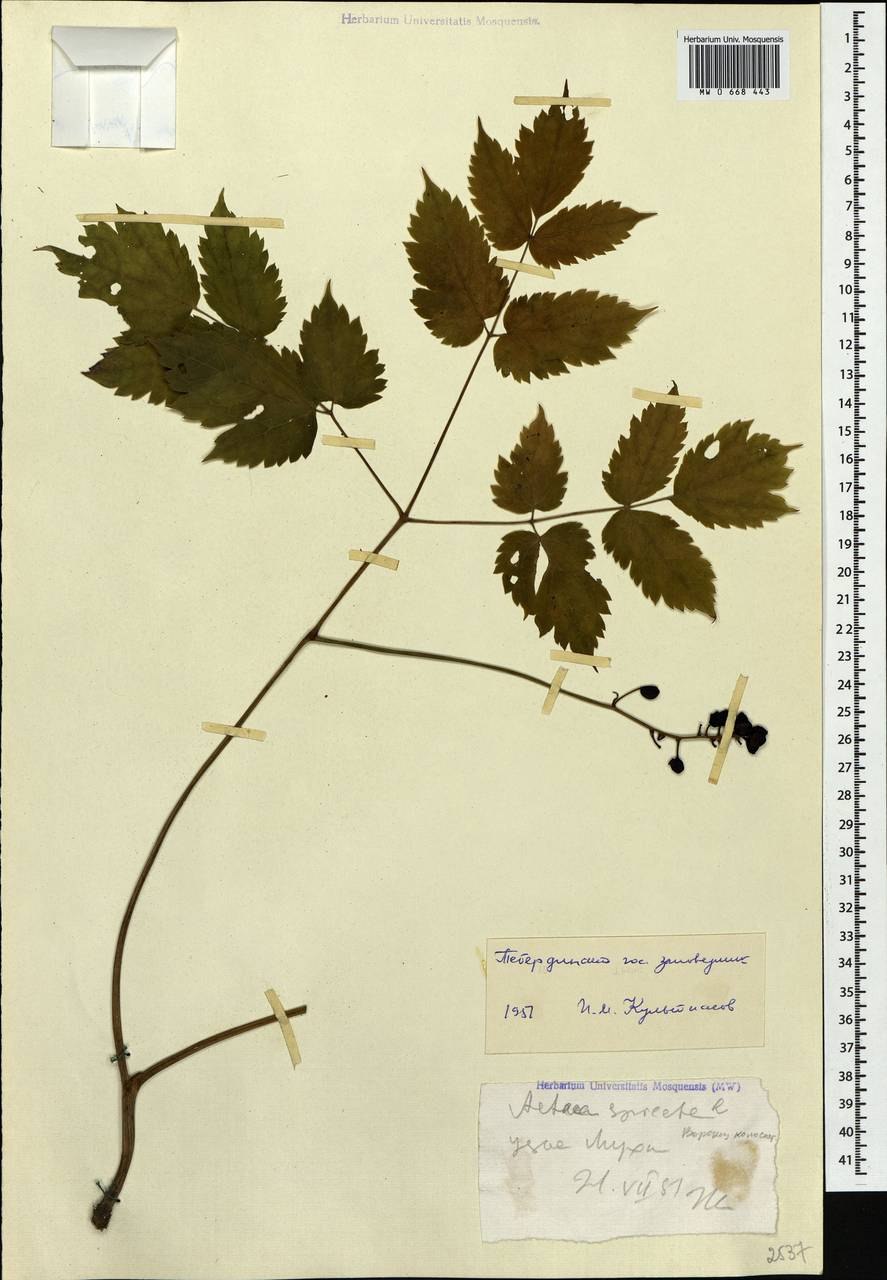 Кольник Колосистый Raiponce en Epi. Phyteuma spicatum l.