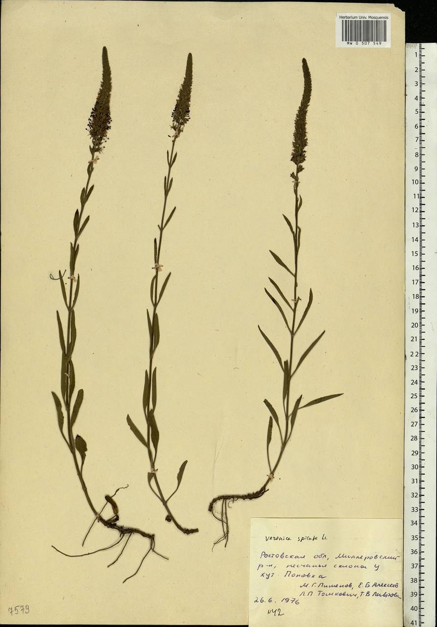 Carex muricata