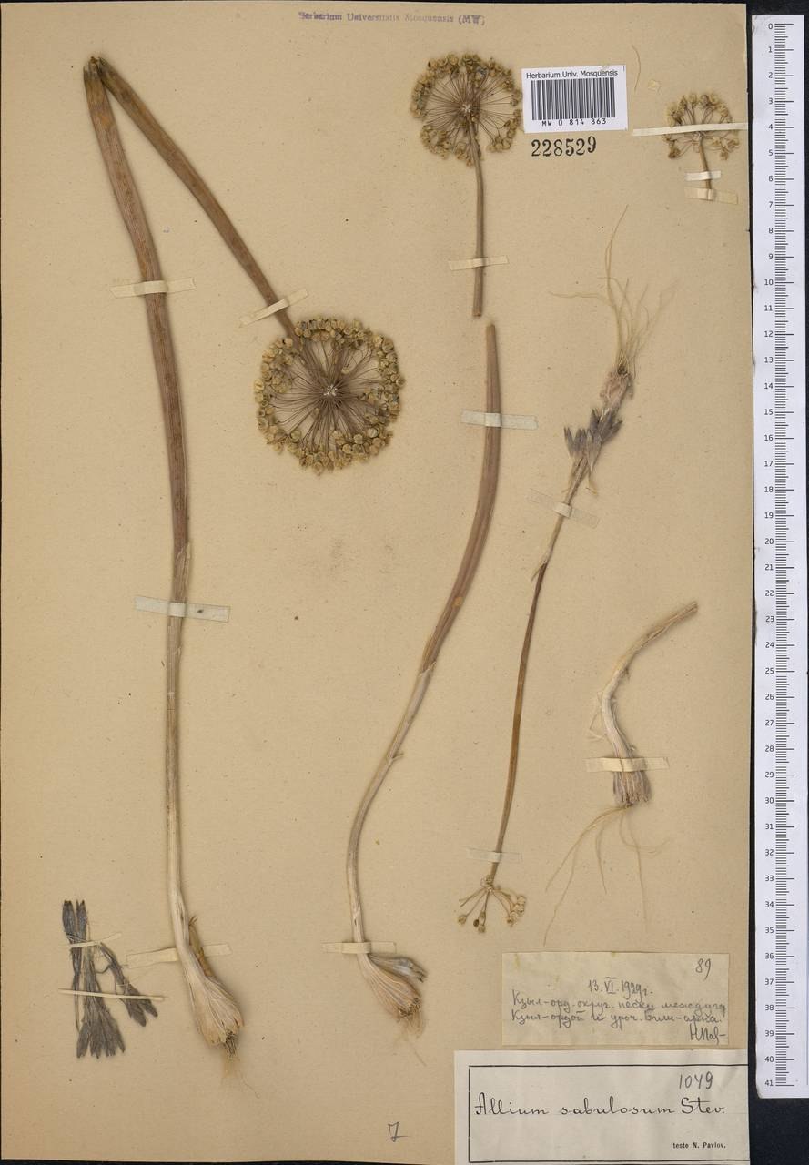 Лук шнитт дикий Луговой лук