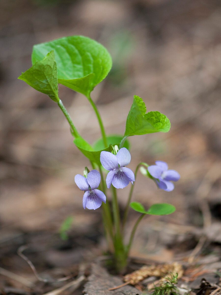 Фиалка топяная Viola uliginosa