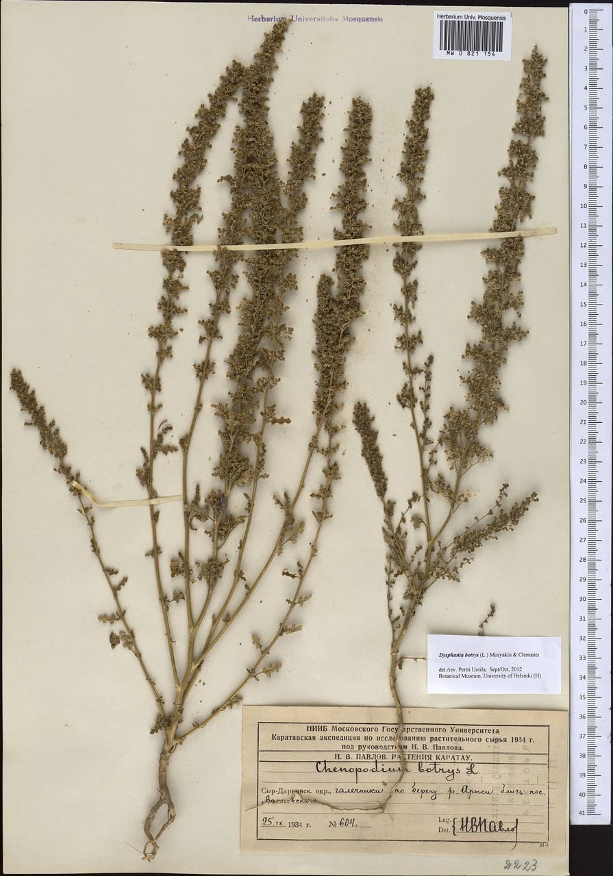 Марь амброзиевидная