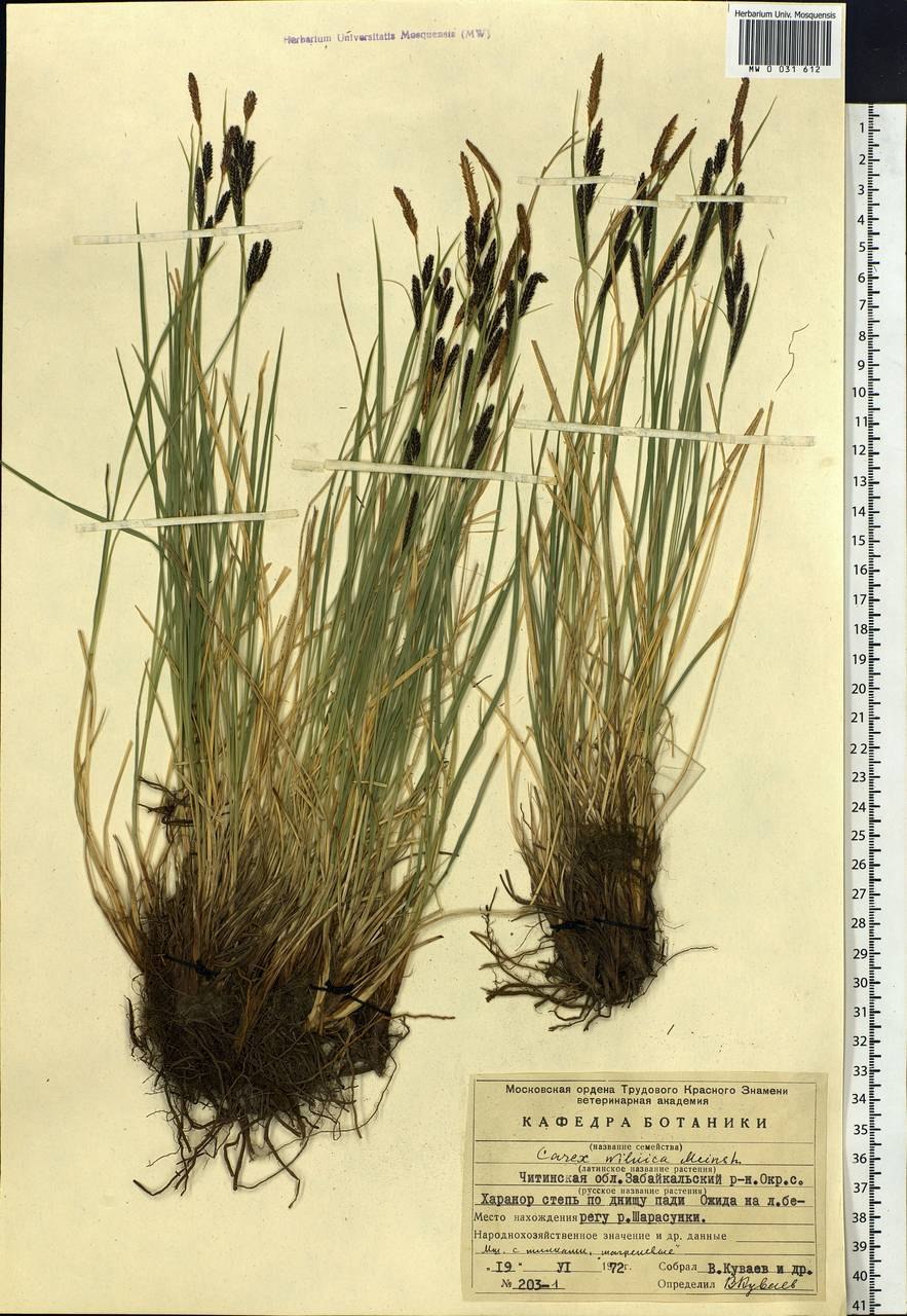 Осока черная цветок