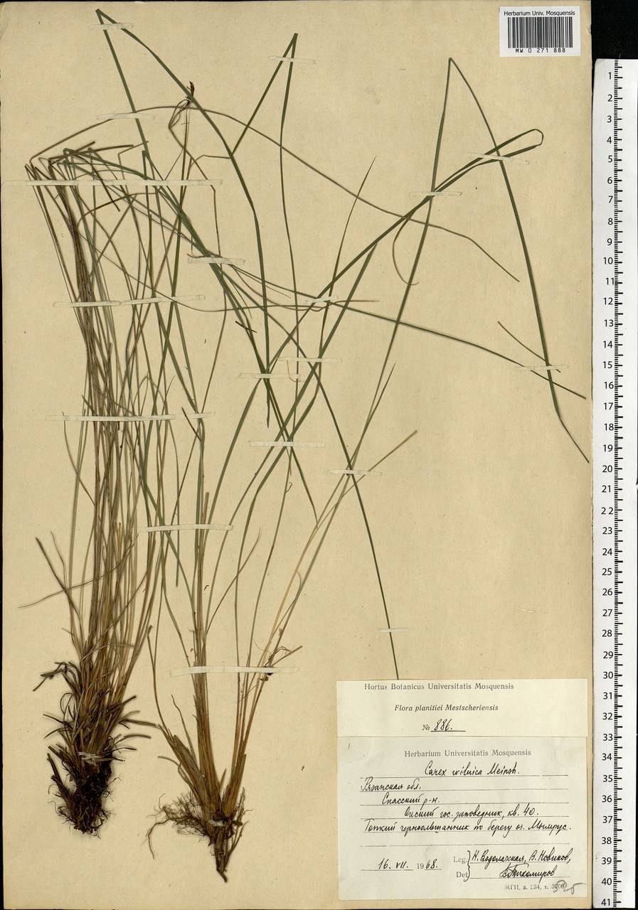 Осока магелланская