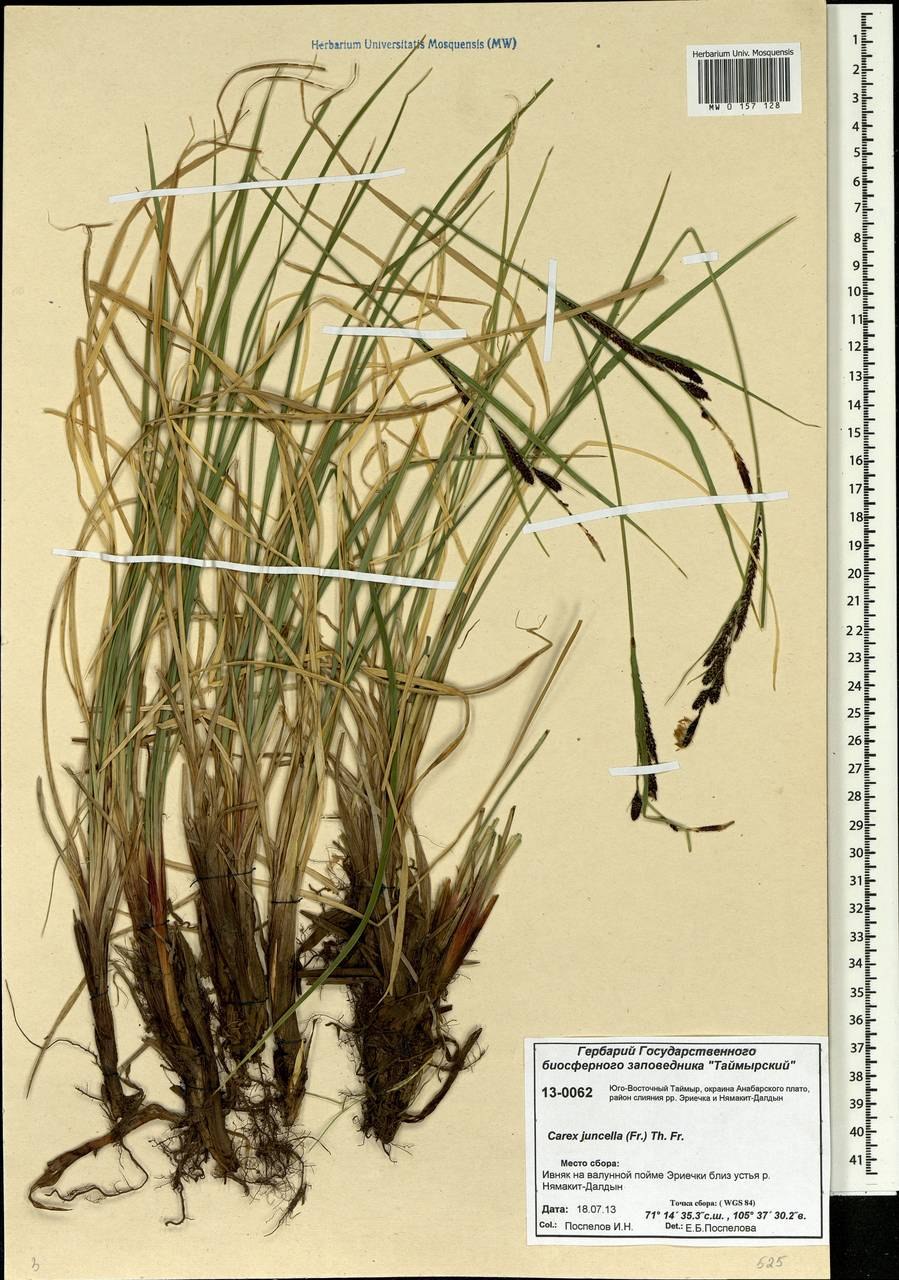Осока трехнадрезная