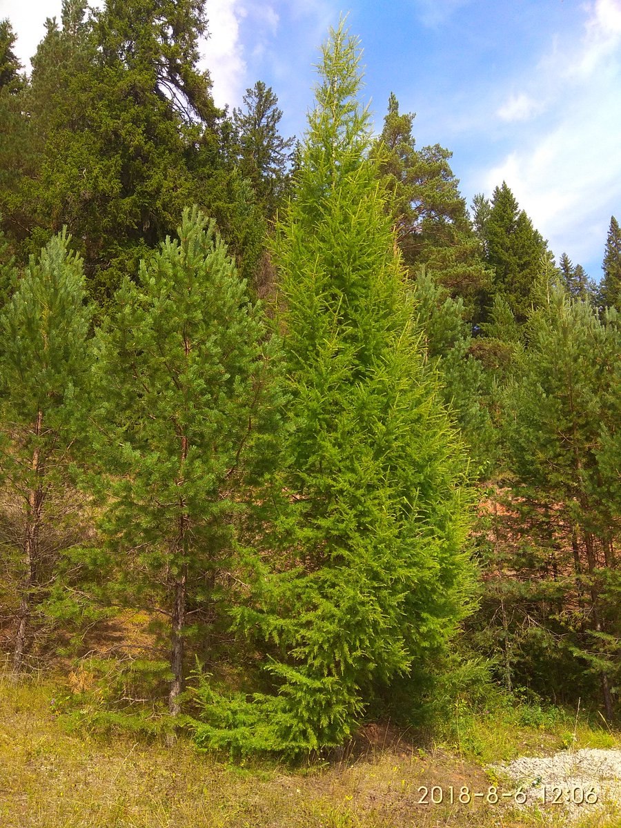 Лиственница Приморская