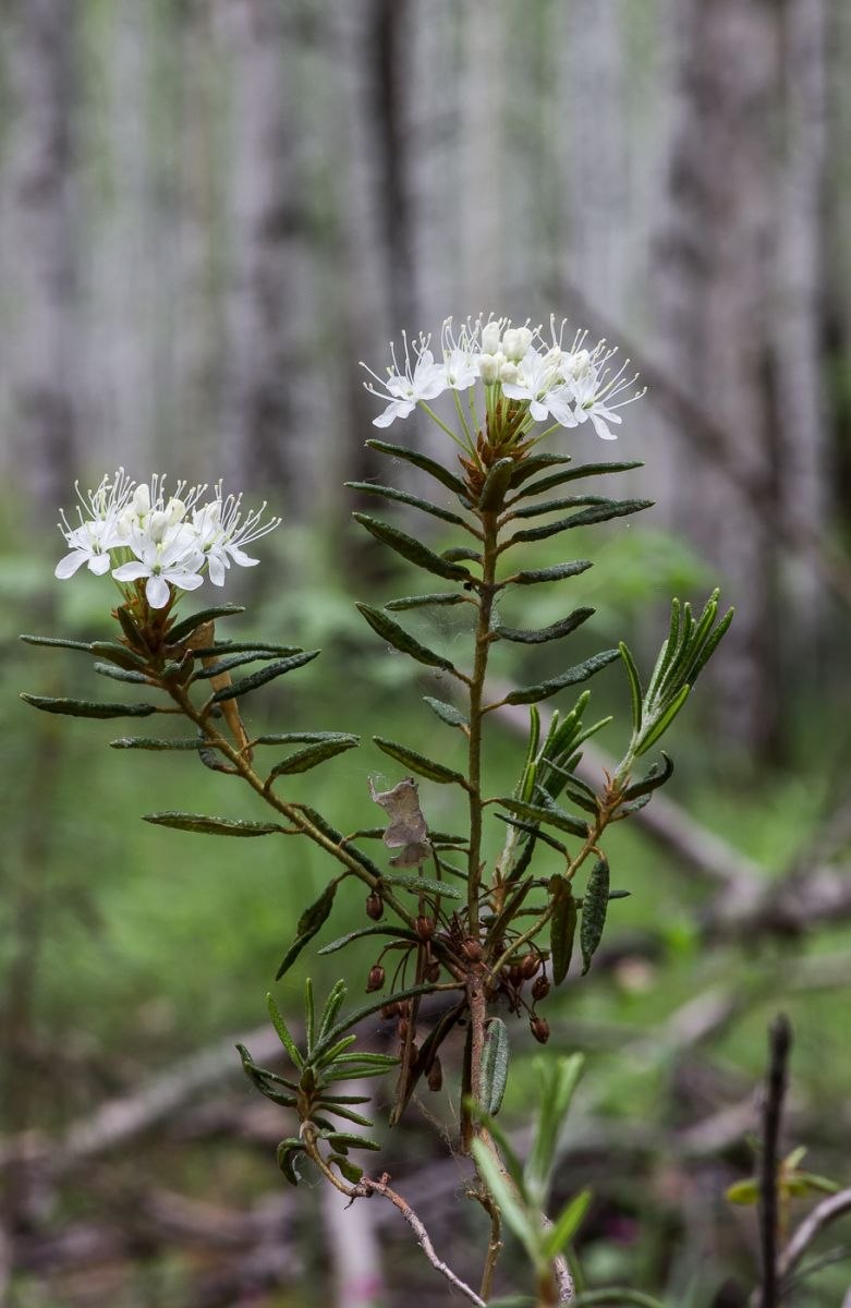 Богульник болотный
