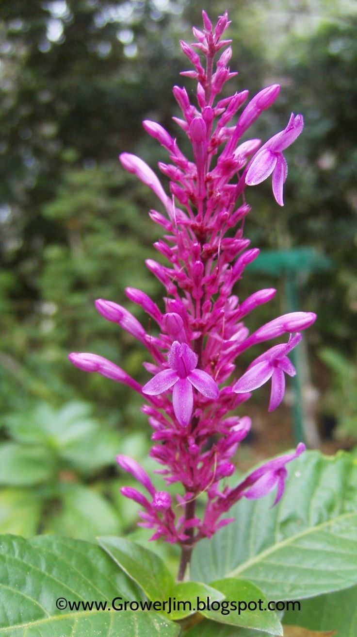 Acanthaceae Aphelandra