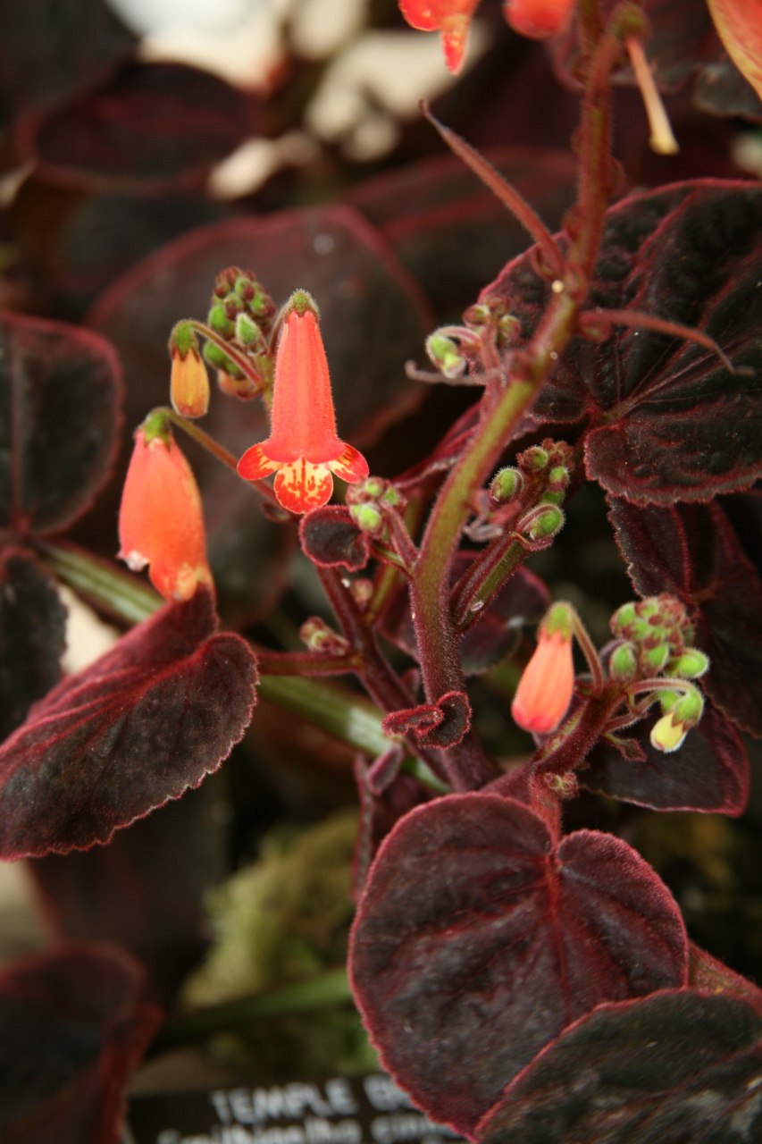 Смитианта цветок