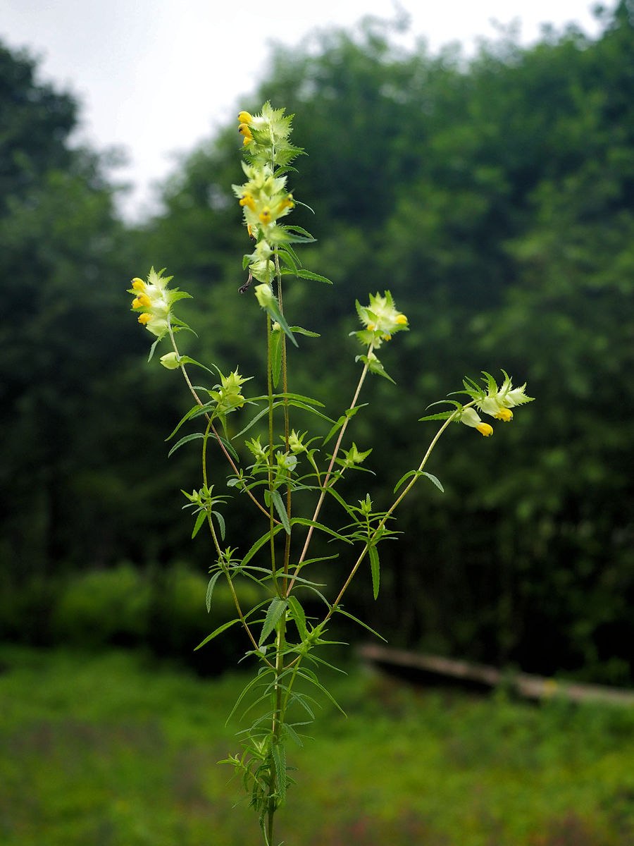 Погремок растение