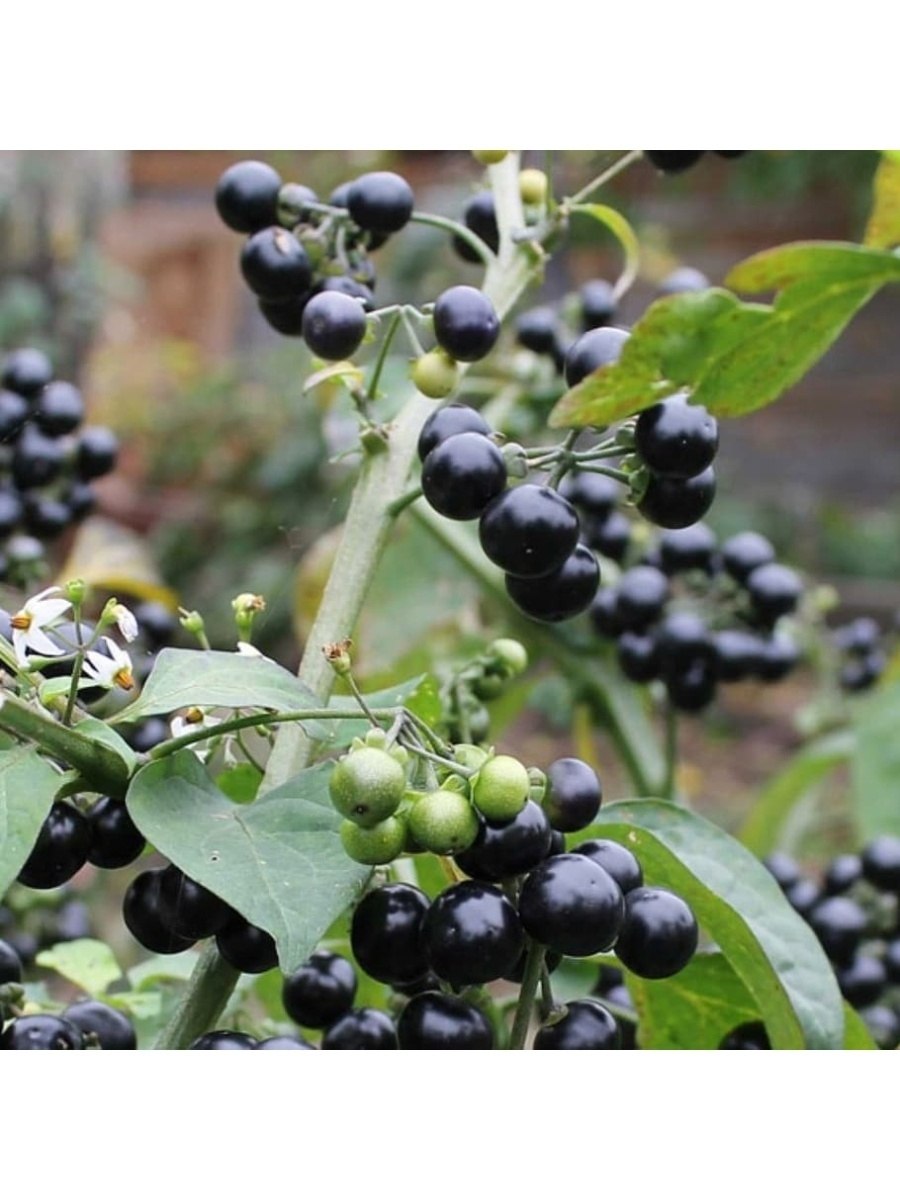 Паслён чёрный