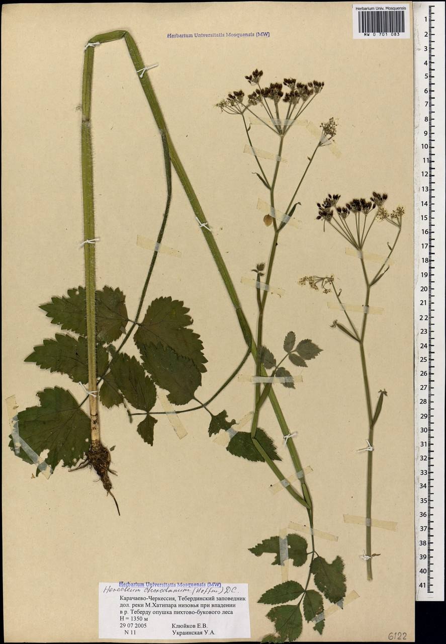 Борщевик Сосновского