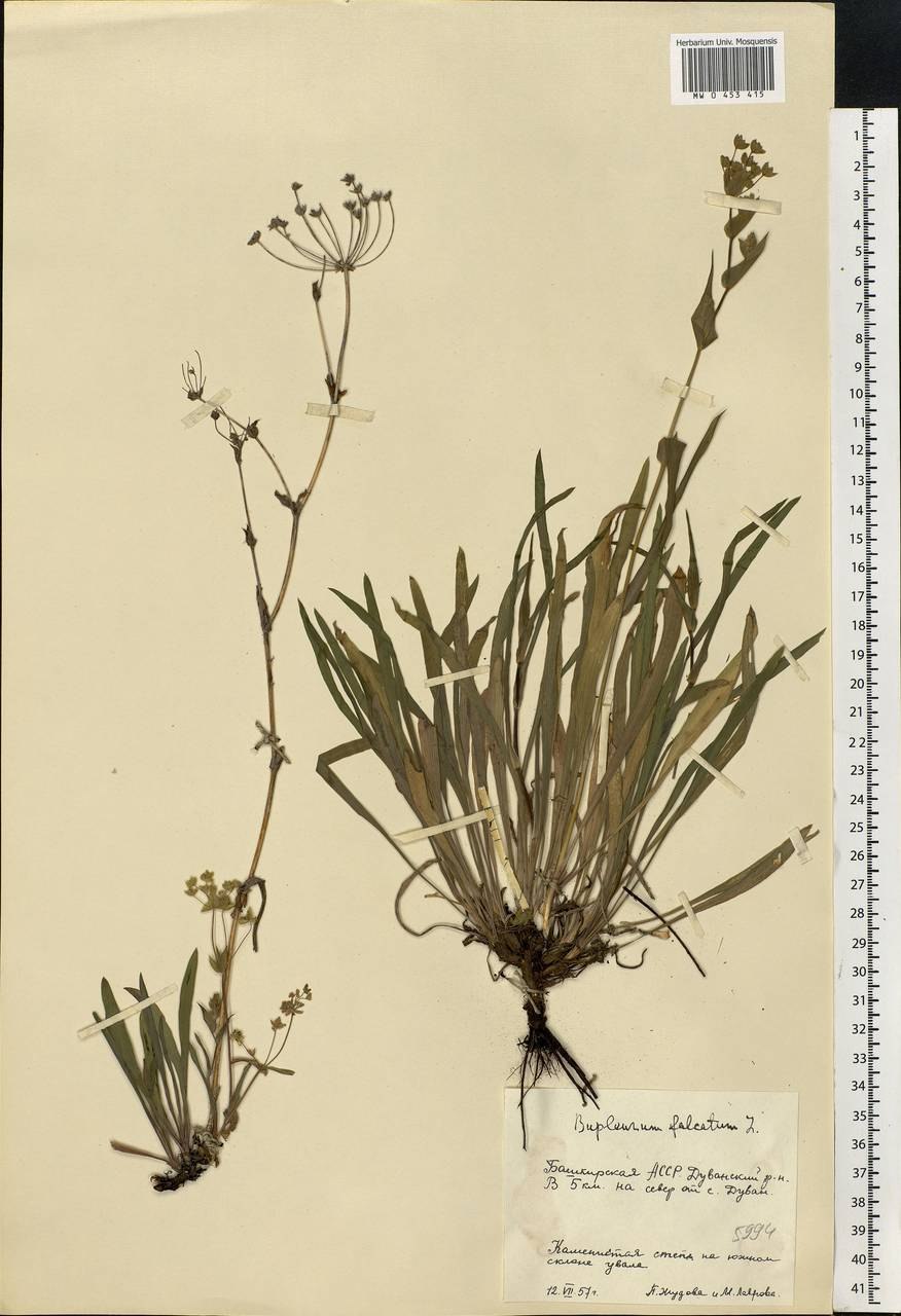 Буплерум володушка