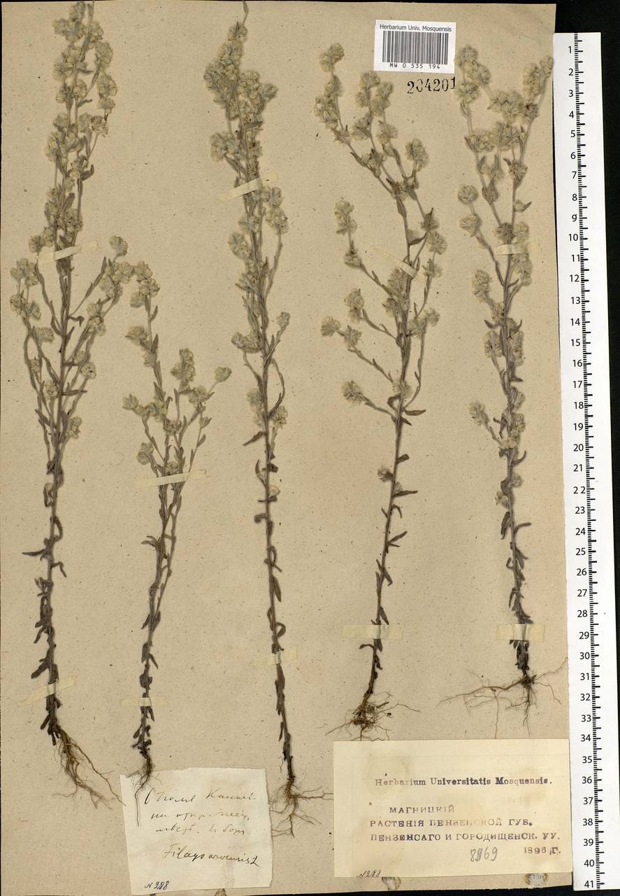 Коноспермум