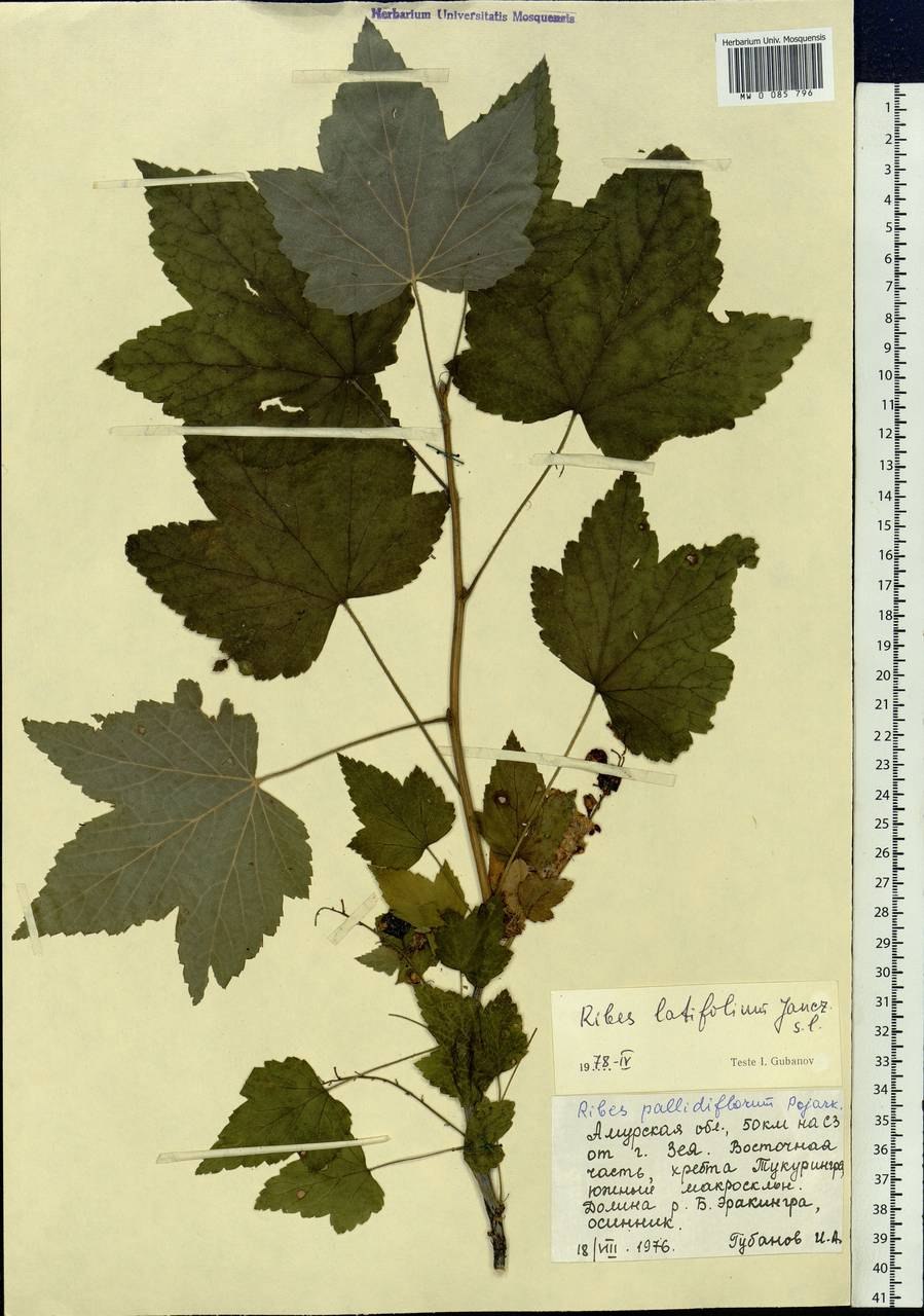 Смородина Уссурийская