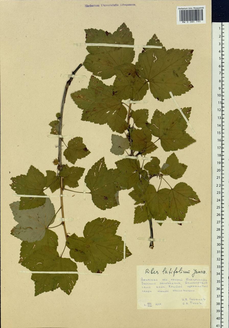 Листик черной смородины