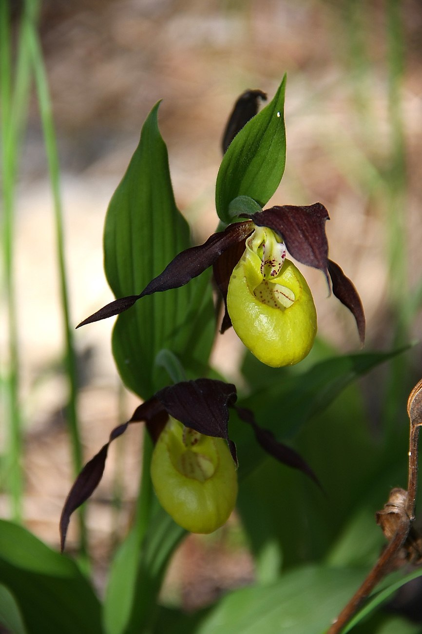 Cypripedium montanum