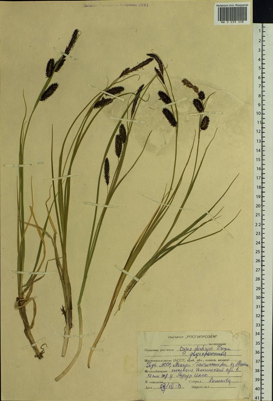 Осока волосистая Ботанический рисунок