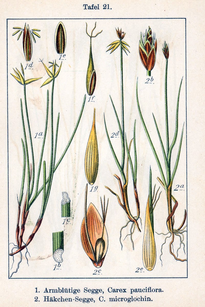 Trichophorum cespitosum