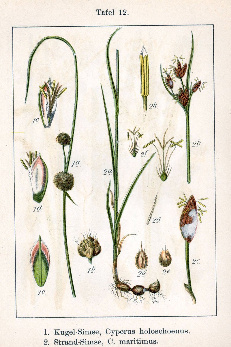 Щучка Северная Плантариум