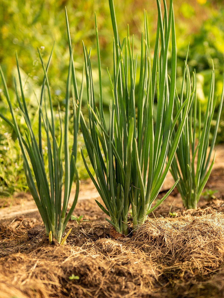 Лонгбоу лук