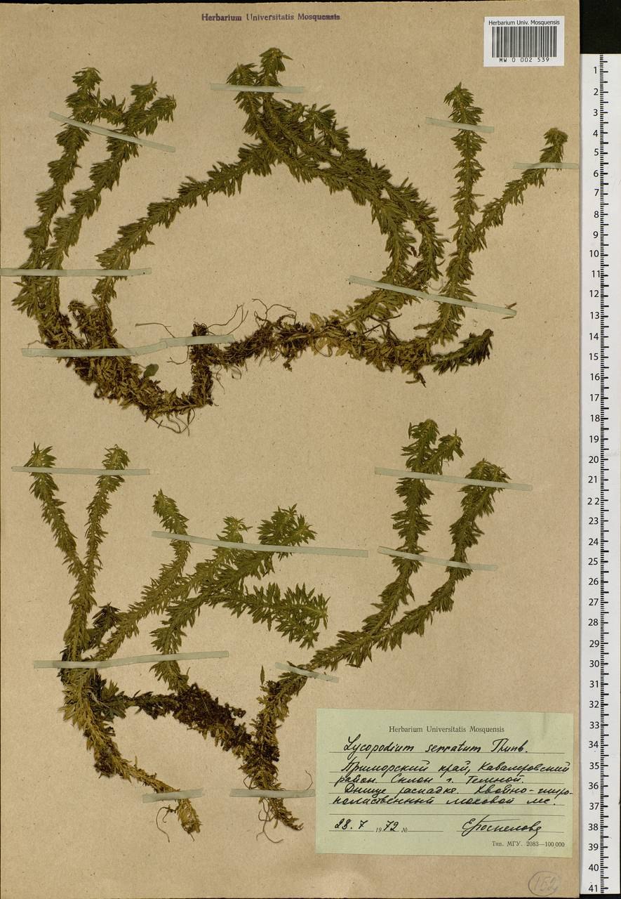 Плаун булавовидный