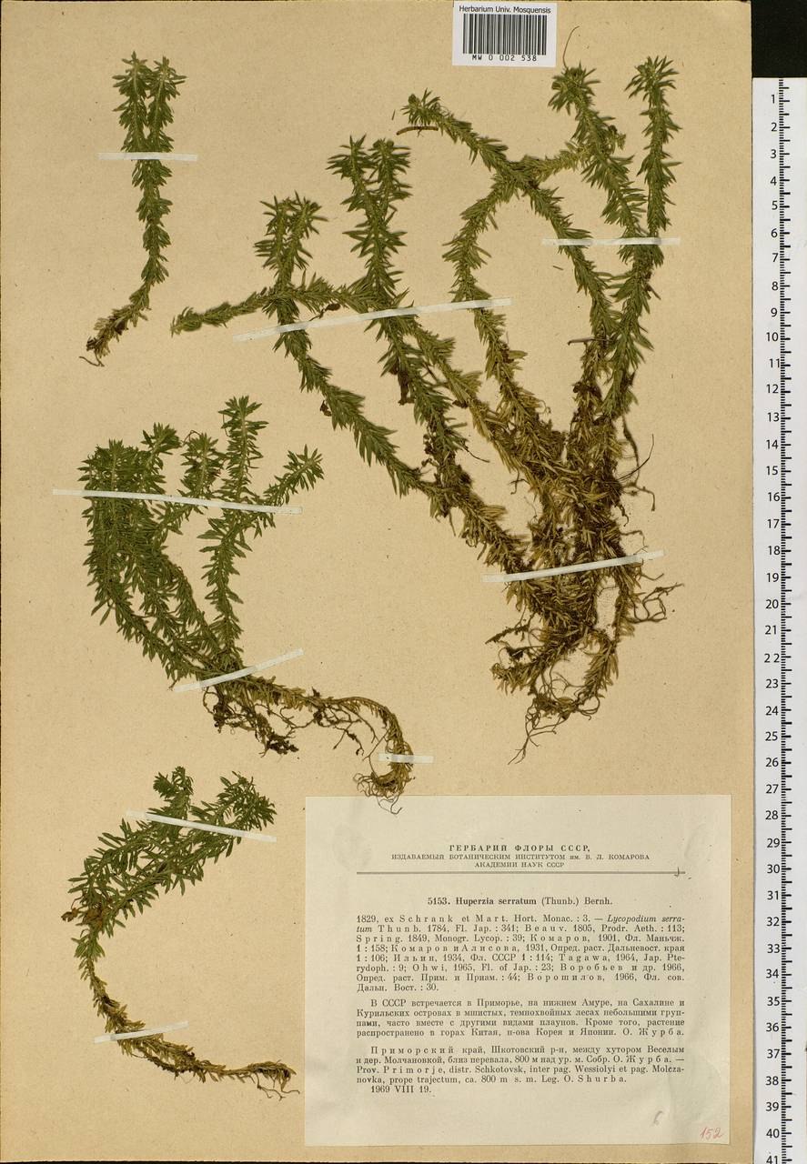 Баранец китайский / гуперция китайская Huperzia chinensis