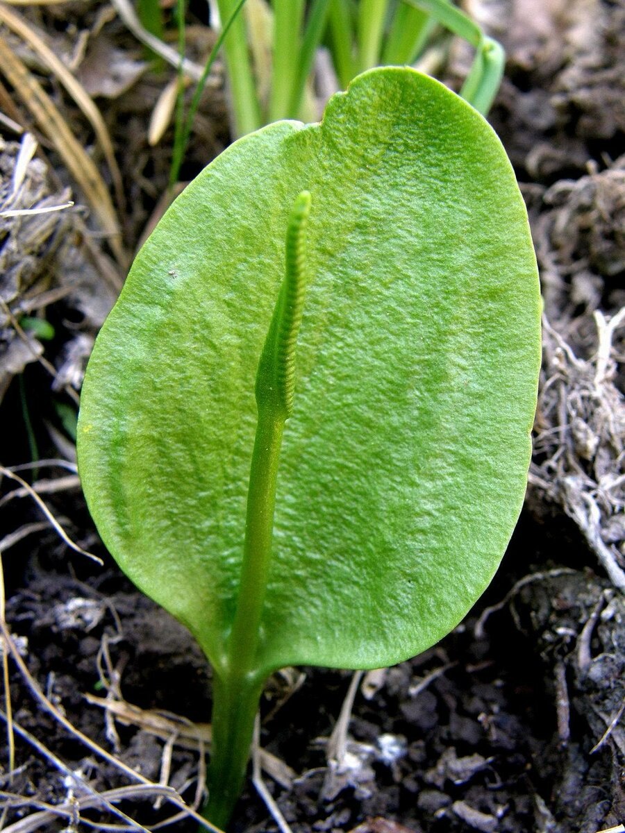 Ophioglossum vulgatum - ужовник обыкновенный