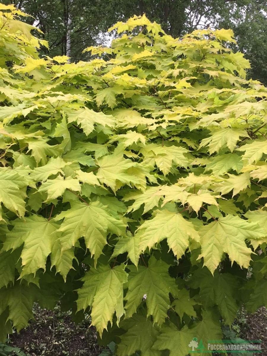 Acer palmatum Butterfly