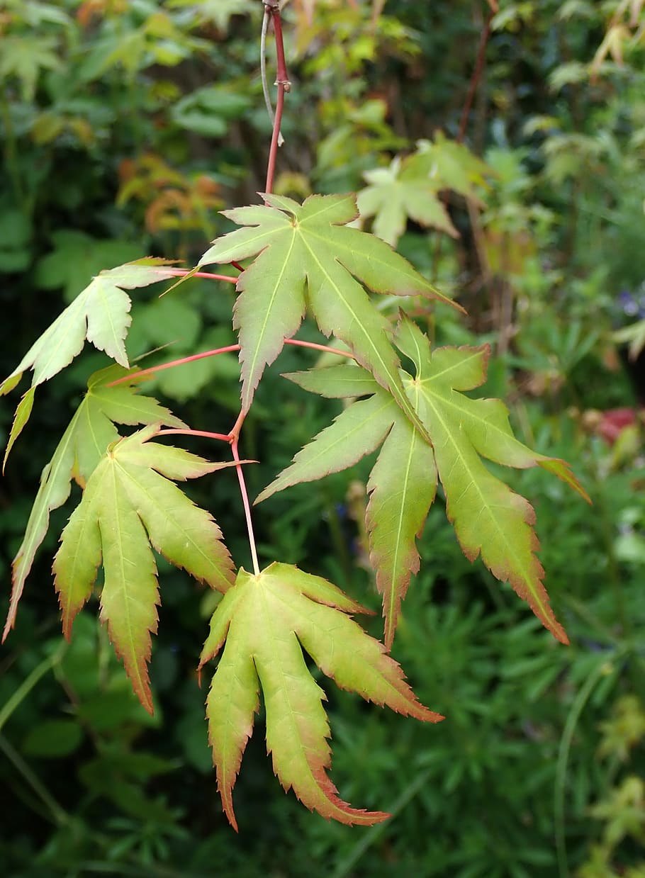 Клён остролистный