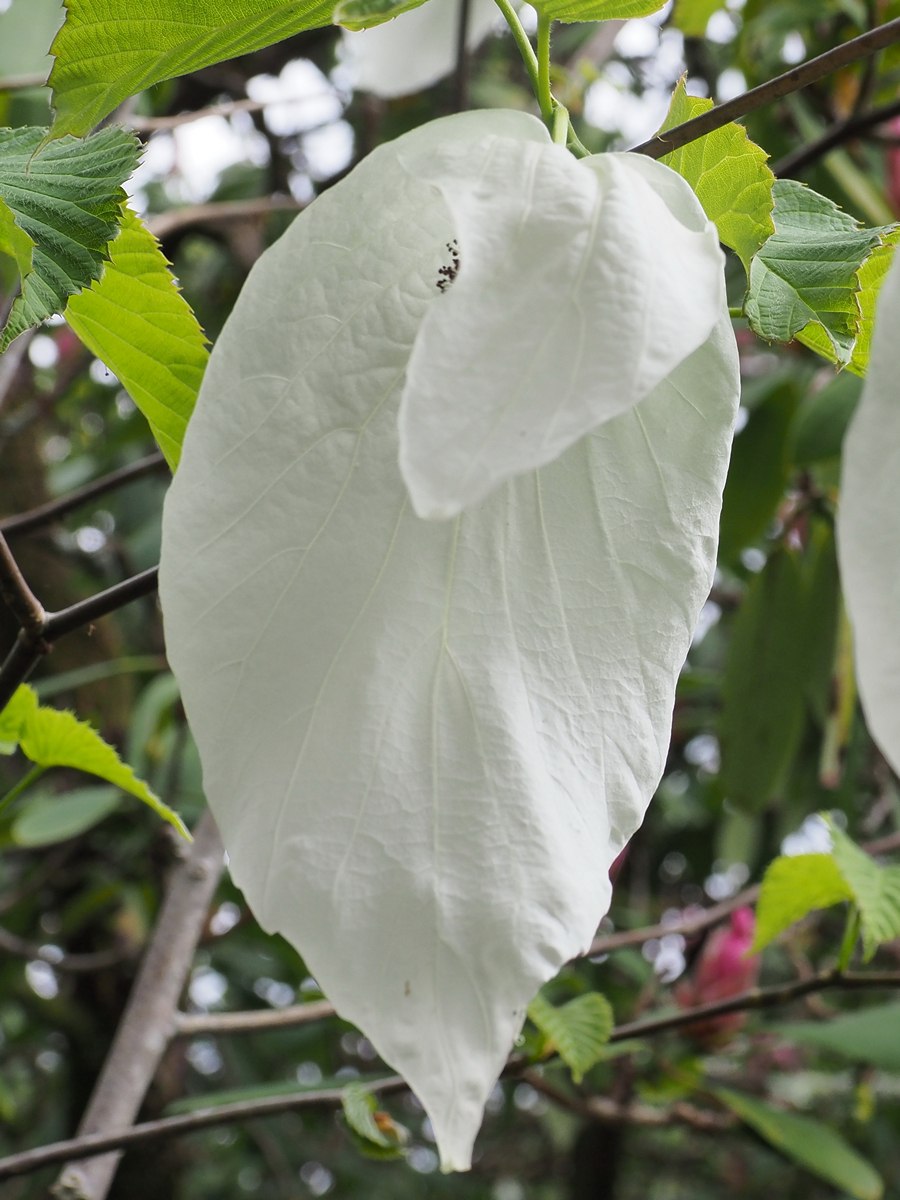 Davidia involucrata