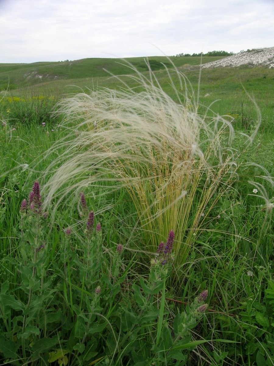 Ковыль волосовидный Stipa capillata