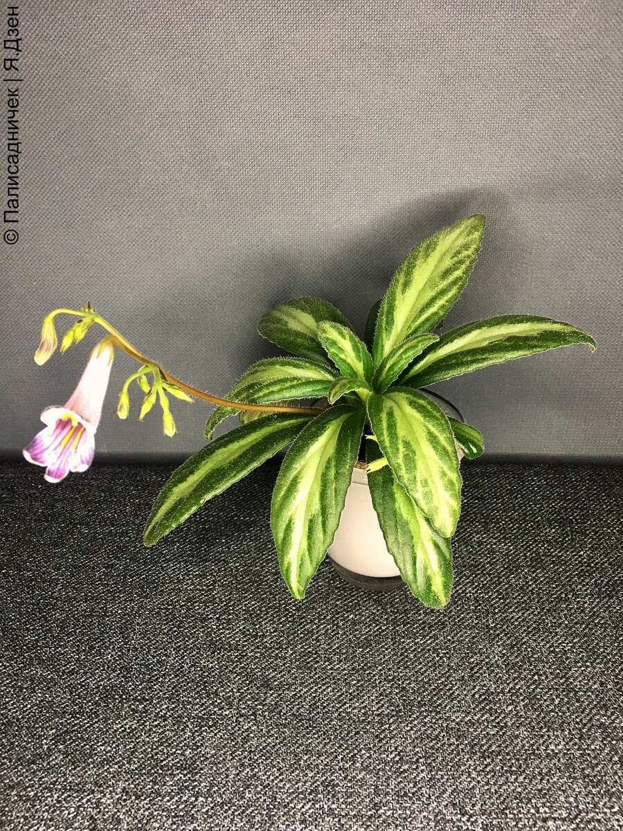 Примулина piccolo