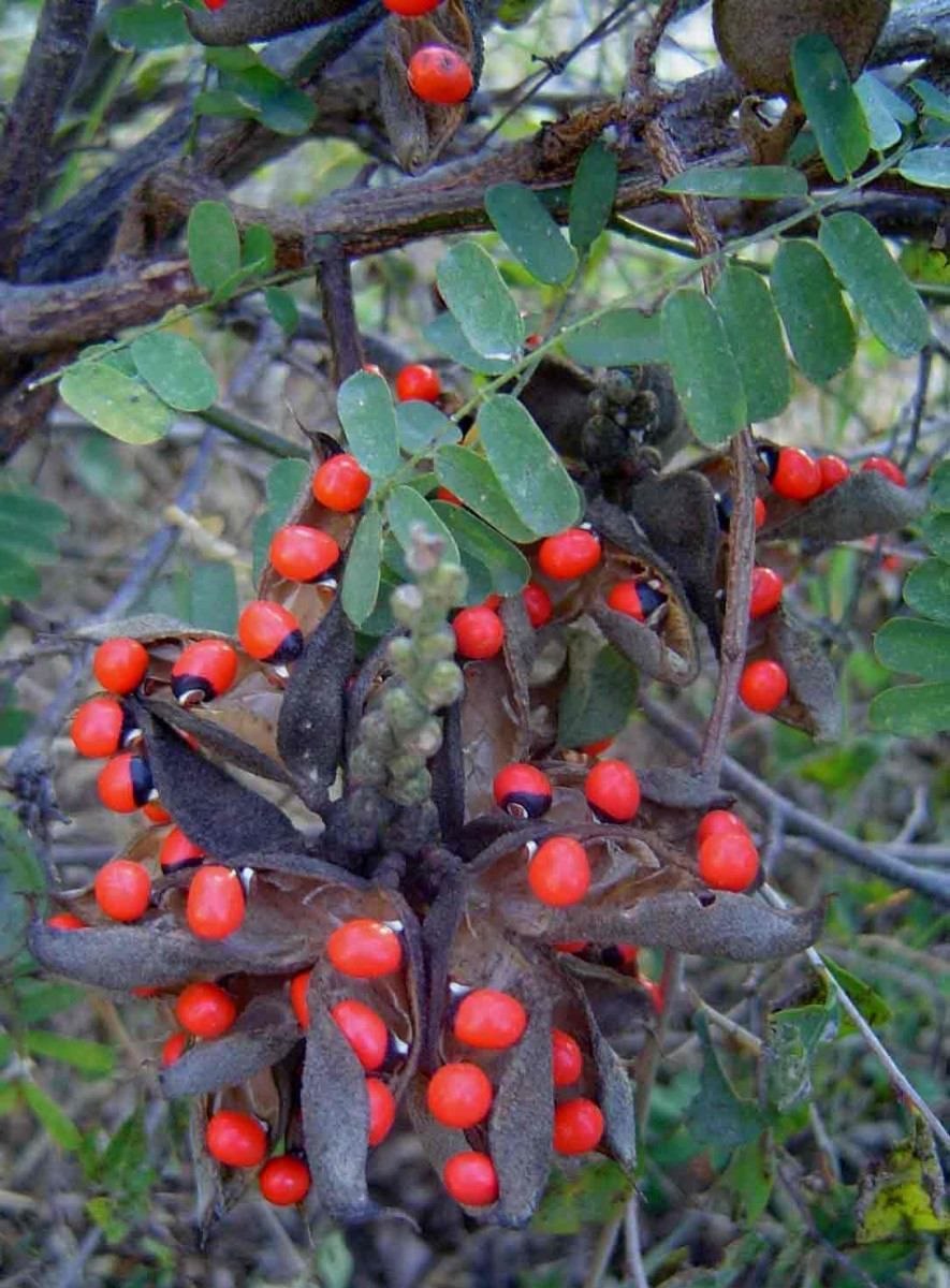 Абрус молитвенный для волос