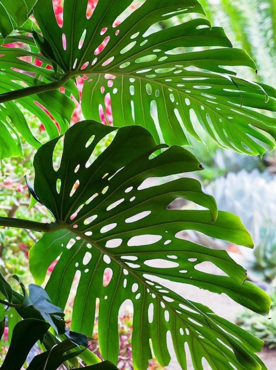 Чили Сельва тропические цветы