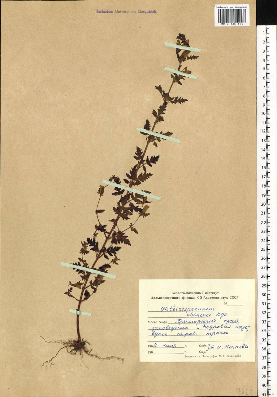 Вшивосемянник китайский