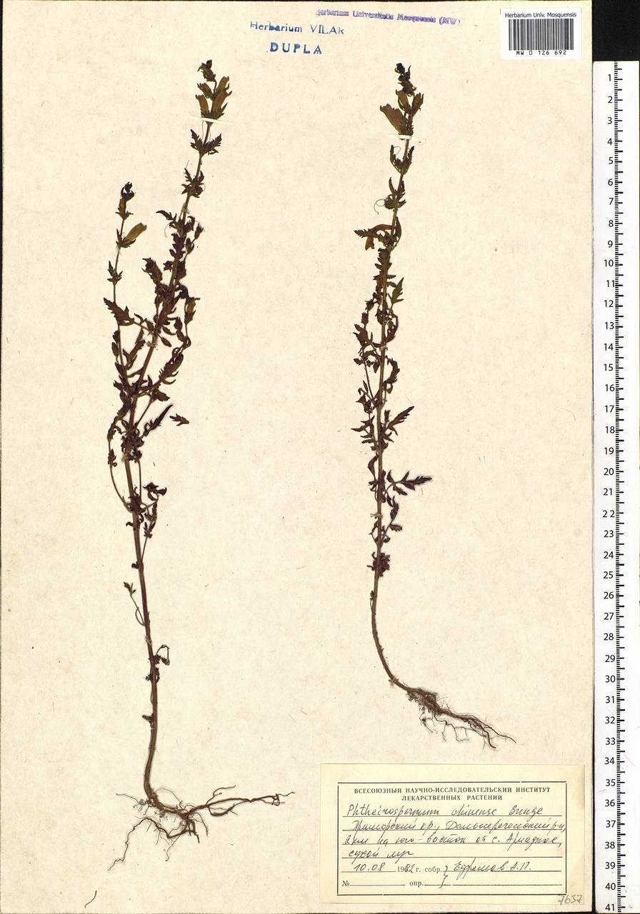 Вшивосемянник китайский