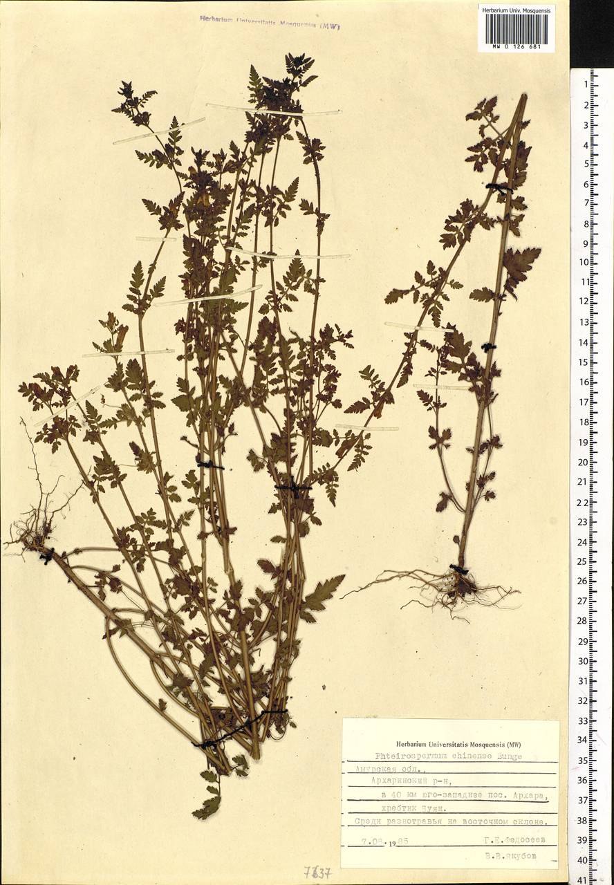 Phtheirospermum japonicum
