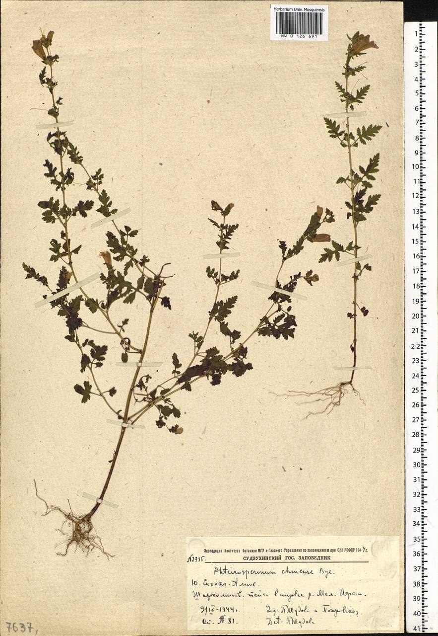 Вшивосемянник китайский