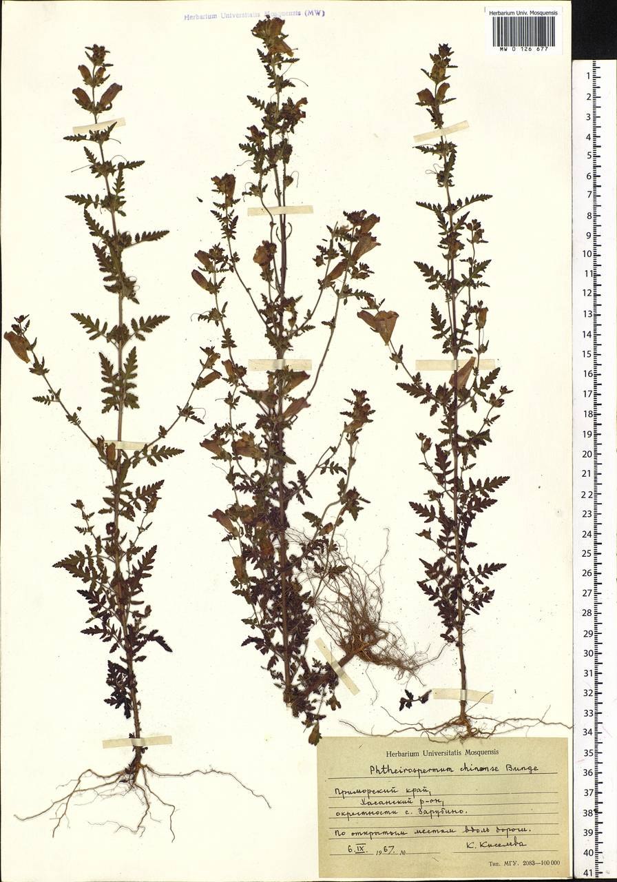 Вшивосемянник китайский