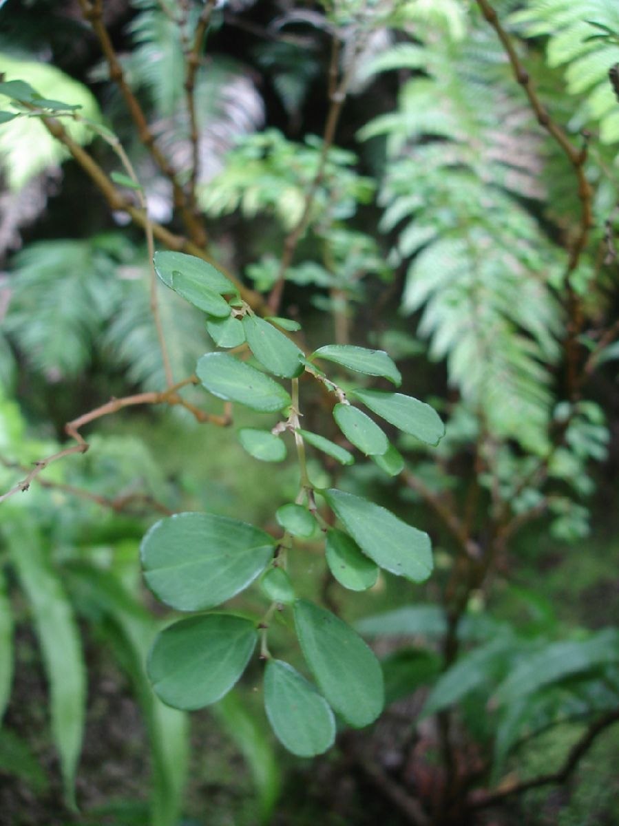 Лакторис фернандесский