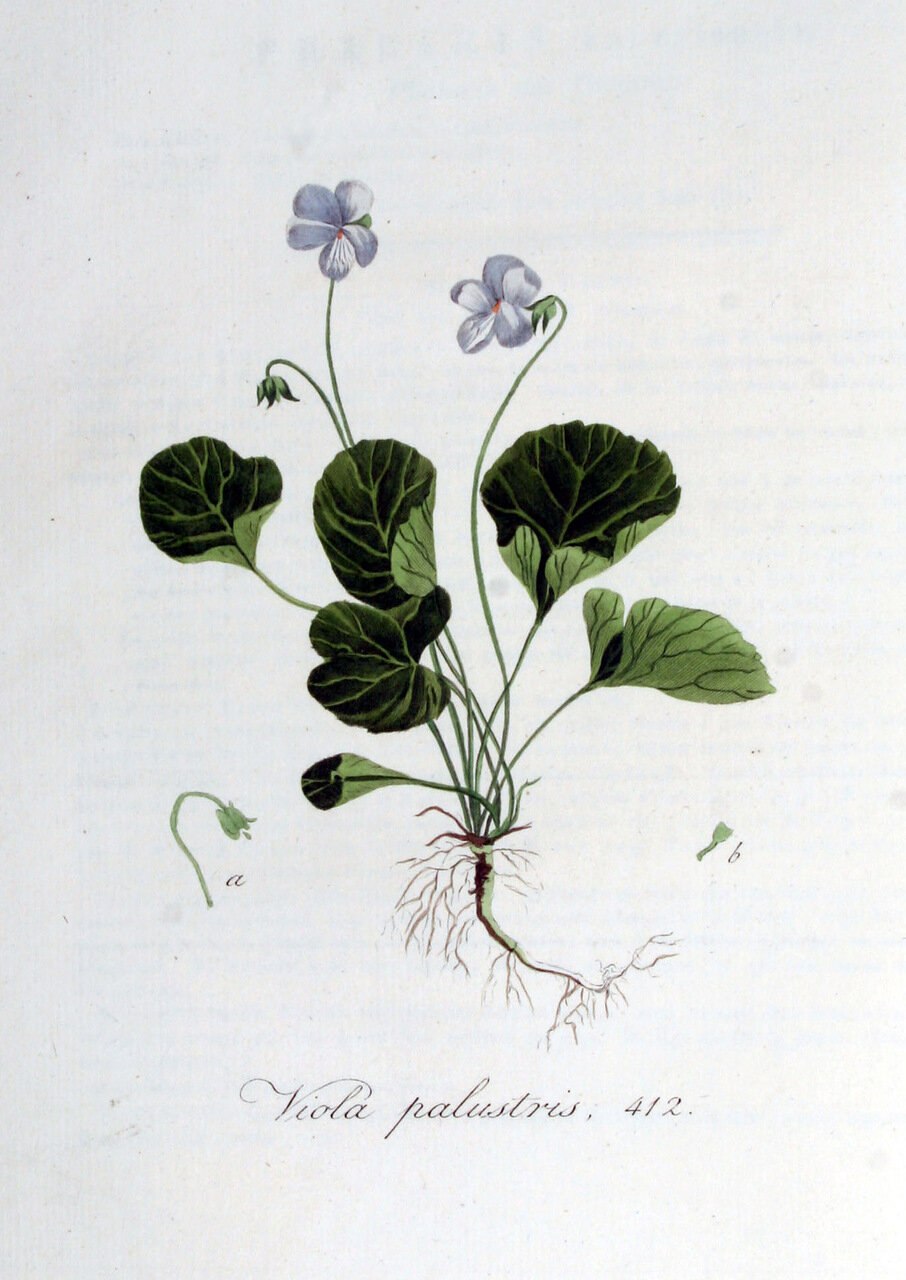 Н-Дюймовочка фиалка