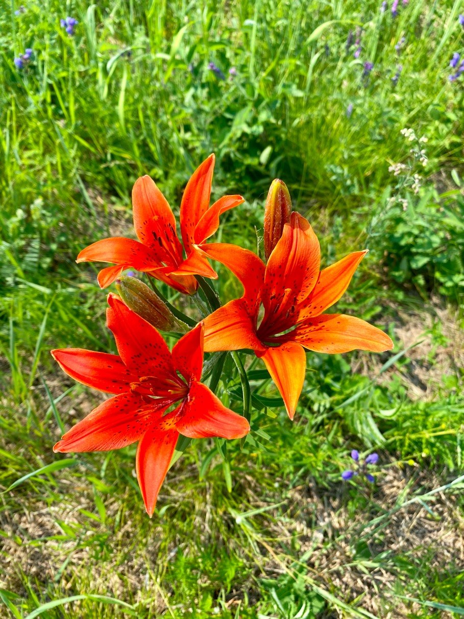 Сардана Даурская Лилия