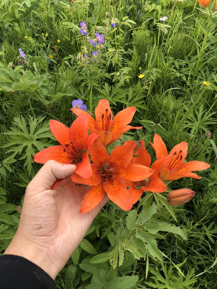 Лилия даурская