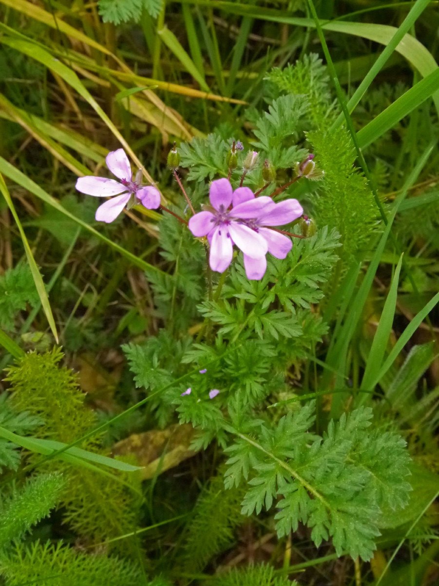 Аистник Erodium guttatum