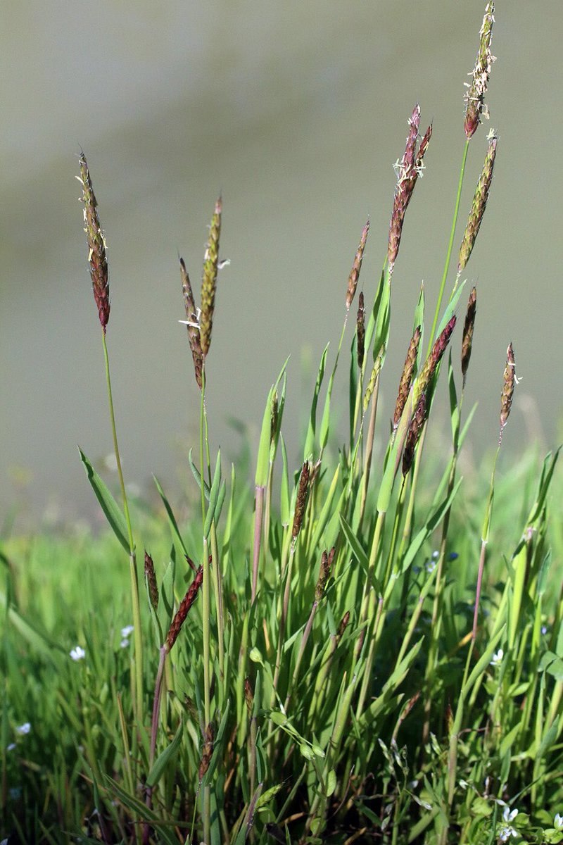 Лисохвост Луговой Alopecúrus praténsis