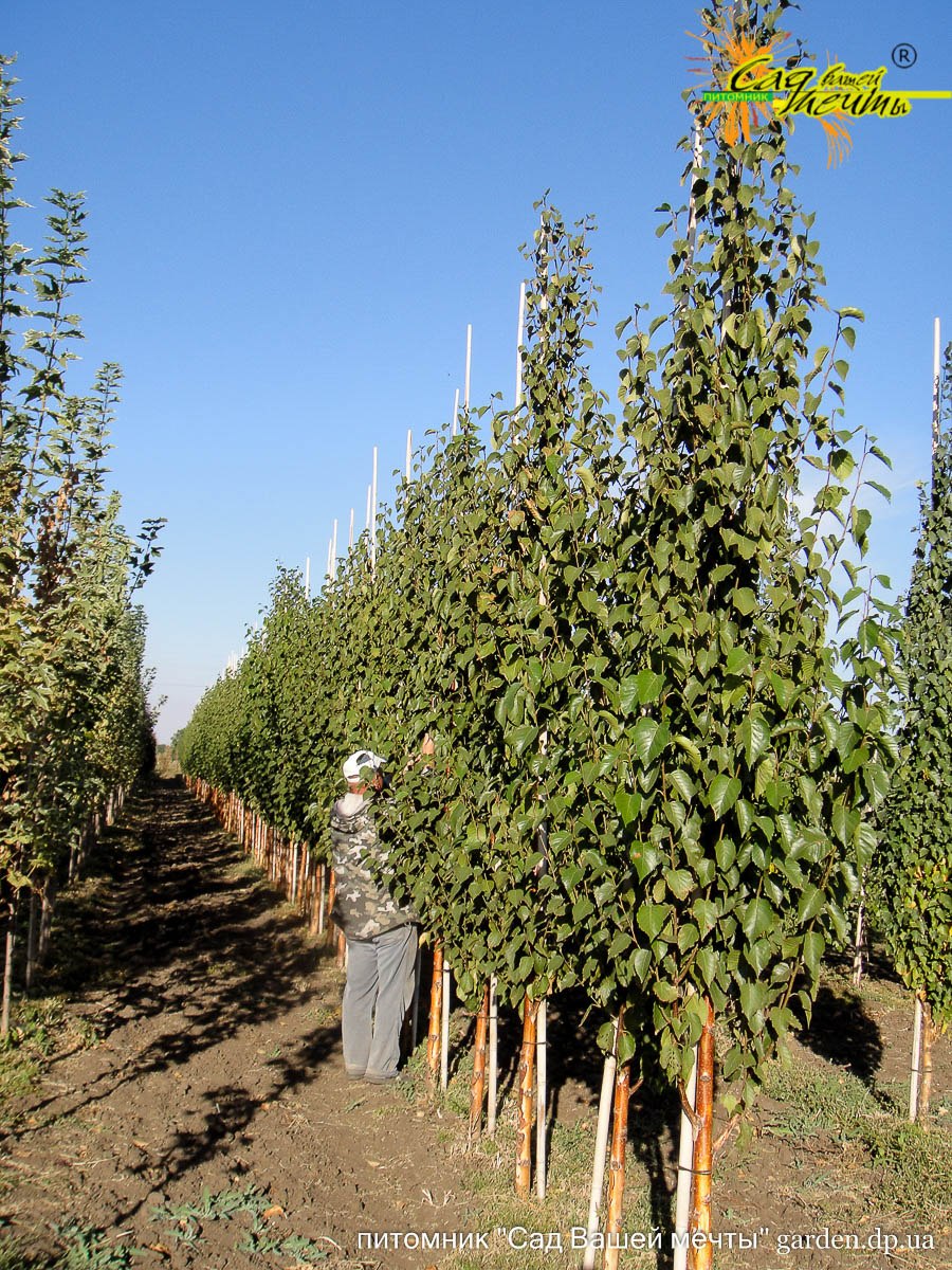 Береза маньчжурская Betula mandshurica