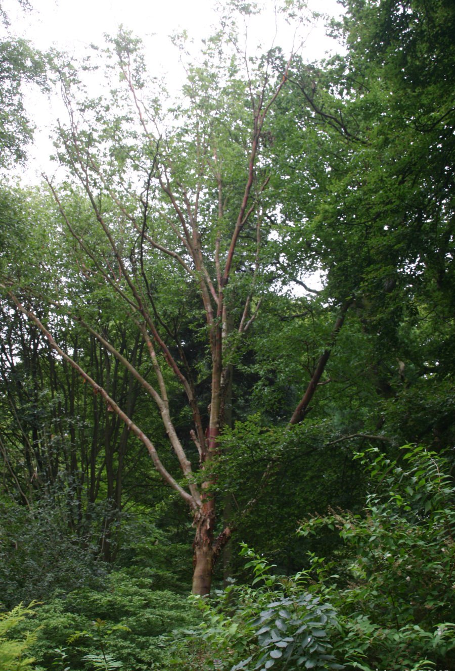 Берёза китайская